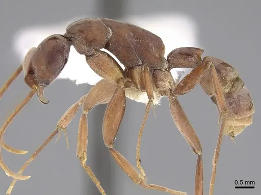 Platythyrea clypeata specimen