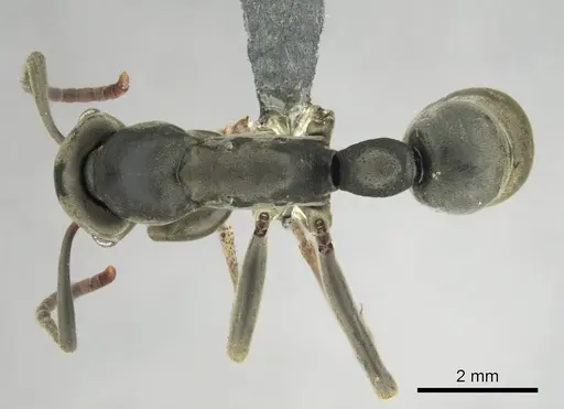 Platythyrea conradti specimen