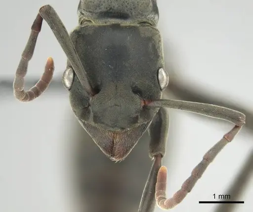 Platythyrea conradti specimen