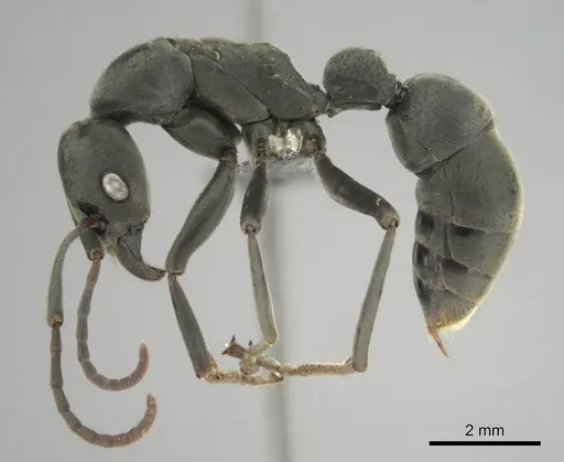 Platythyrea conradti - CASENT0250047