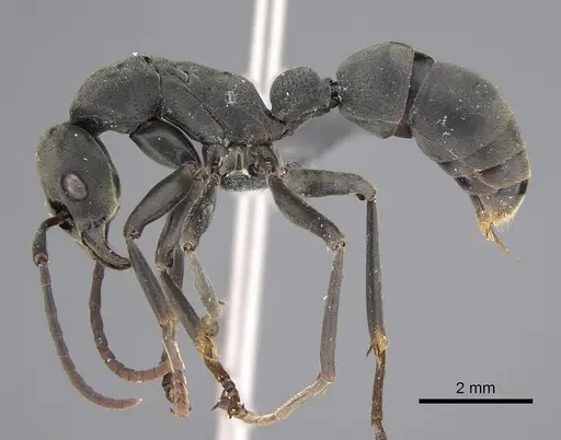 Platythyrea conradti - CASENT0815027