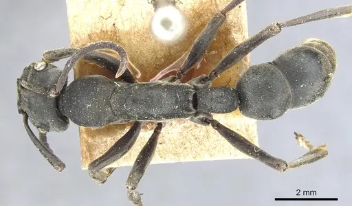 Platythyrea conradti - CASENT0903795