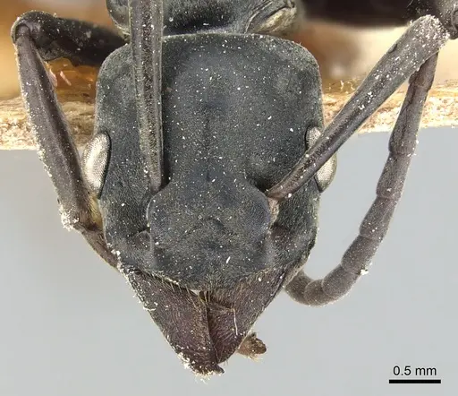 Platythyrea conradti - CASENT0903795