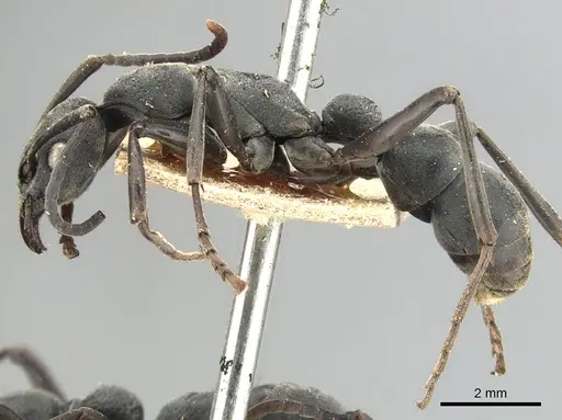 Platythyrea conradti - CASENT0903795