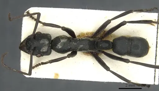 Platythyrea conradti - CASENT0913730