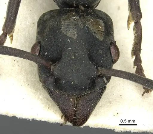 Platythyrea conradti - CASENT0913730