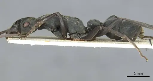 Platythyrea conradti - CASENT0913730