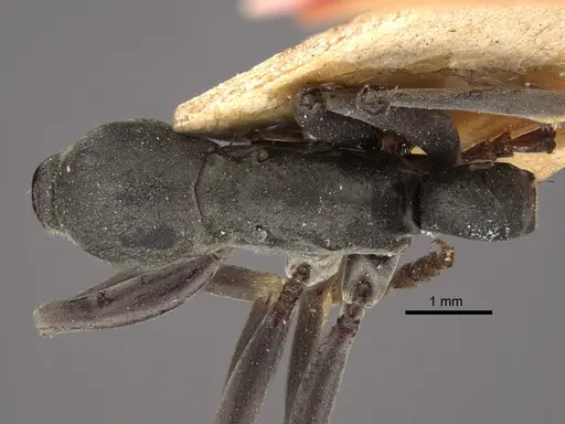 Platythyrea conradti - CASENT0917745