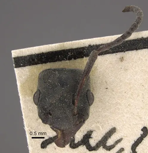 Platythyrea conradti - CASENT0917745