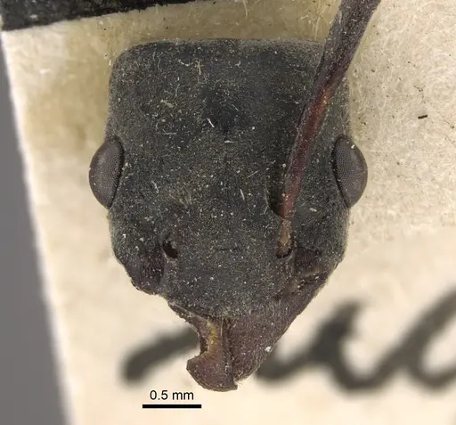 Platythyrea conradti - CASENT0917745