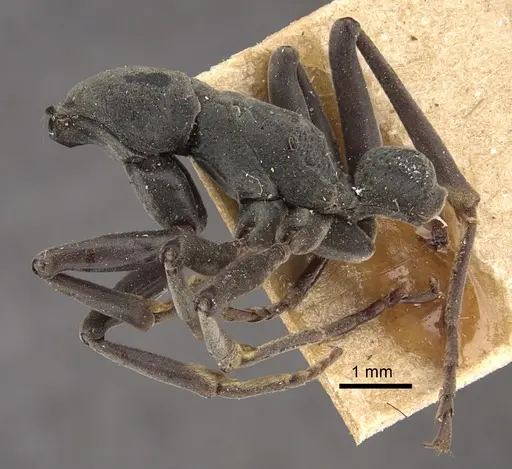 Platythyrea conradti - CASENT0917745