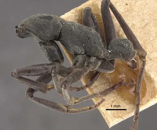 Platythyrea conradti - CASENT0917745