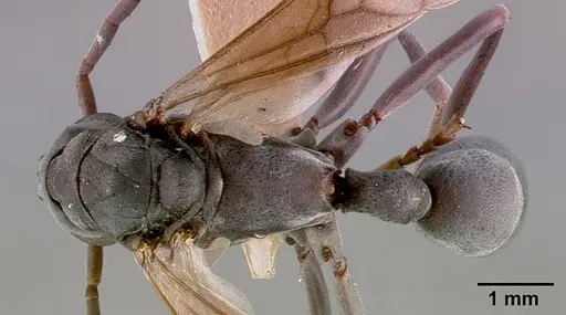 Platythyrea conradti - SAM-HYM-C002300A