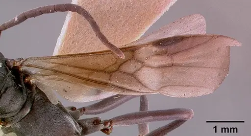 Platythyrea conradti - SAM-HYM-C002300A