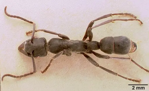 Platythyrea conradti - SAM-HYM-C002301A