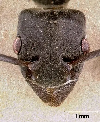 Platythyrea conradti - SAM-HYM-C002301A