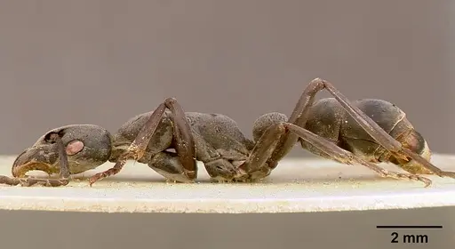 Platythyrea conradti - SAM-HYM-C002301A