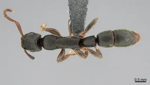 Platythyrea cooperi specimen