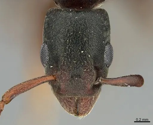 Platythyrea cooperi specimen