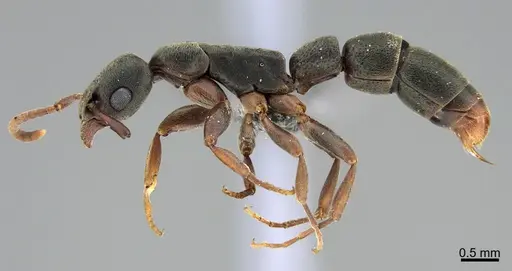 Platythyrea cooperi specimen