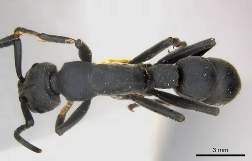 Platythyrea cribrinodis specimen