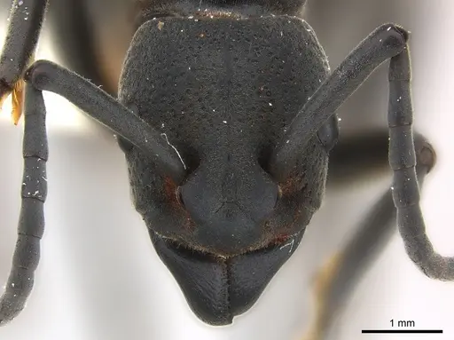 Platythyrea cribrinodis specimen