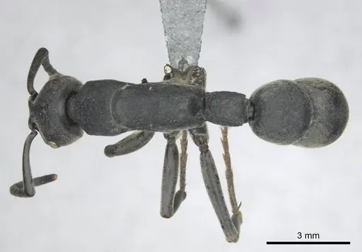 Platythyrea cribrinodis - CASENT0252007