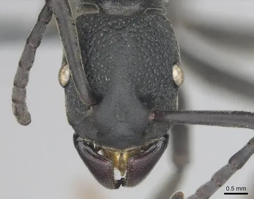 Platythyrea cribrinodis - CASENT0252007