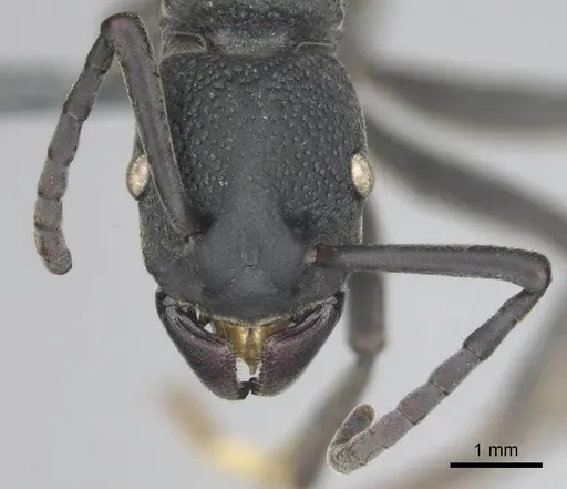 Platythyrea cribrinodis - CASENT0252007