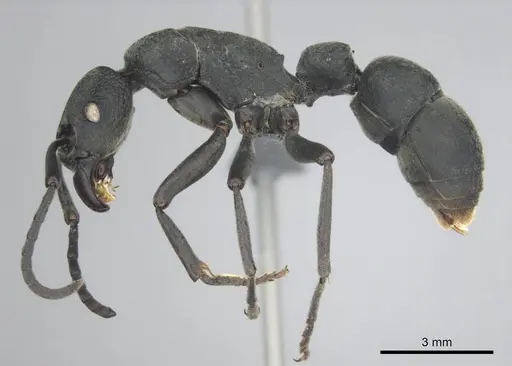 Platythyrea cribrinodis - CASENT0252007