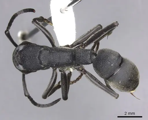 Platythyrea cribrinodis - CASENT0260472