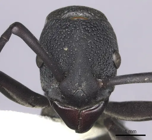 Platythyrea cribrinodis - CASENT0260472