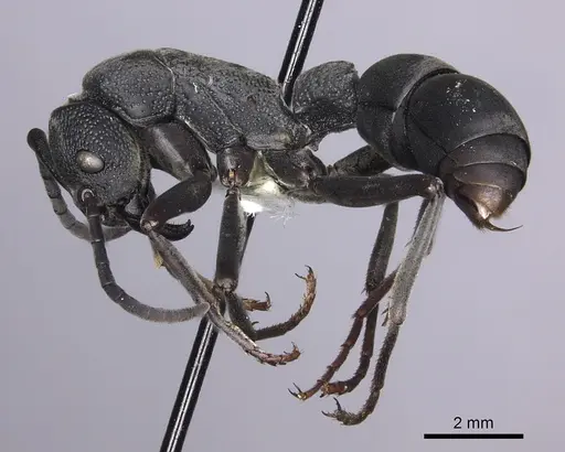 Platythyrea cribrinodis - CASENT0260472