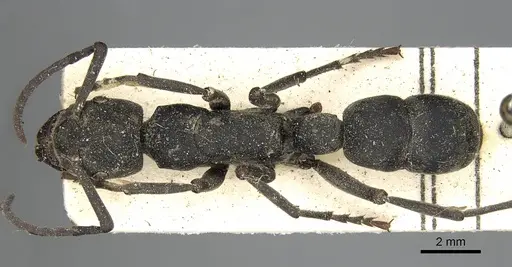 Platythyrea cribrinodis - CASENT0752925