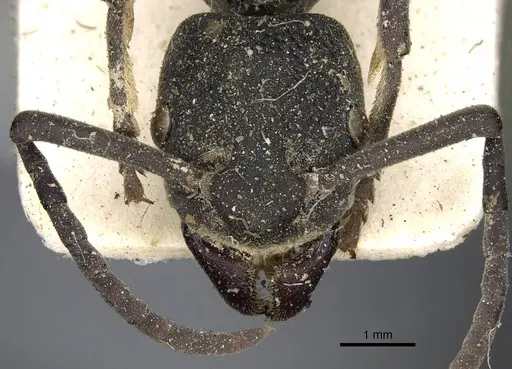 Platythyrea cribrinodis - CASENT0752925