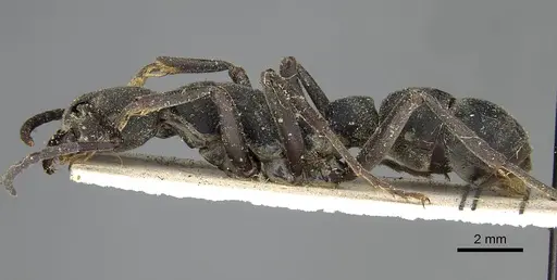 Platythyrea cribrinodis - CASENT0752925