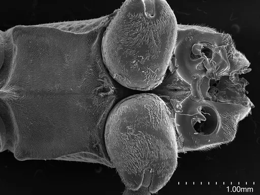 Platythyrea cribrinodis - CASENT0778160