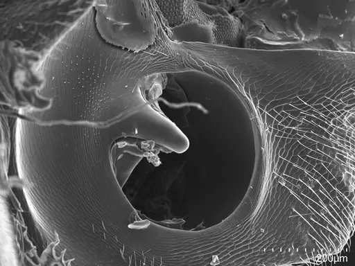 Platythyrea cribrinodis - CASENT0778160