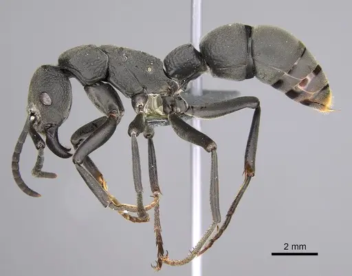 Platythyrea cribrinodis - CASENT0815135