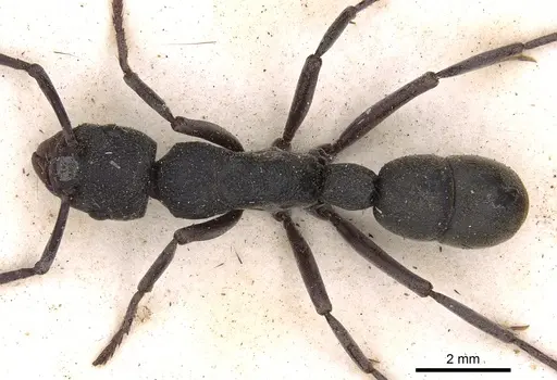 Platythyrea cribrinodis - CASENT0900567