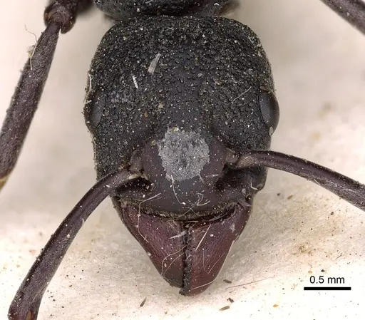 Platythyrea cribrinodis - CASENT0900567