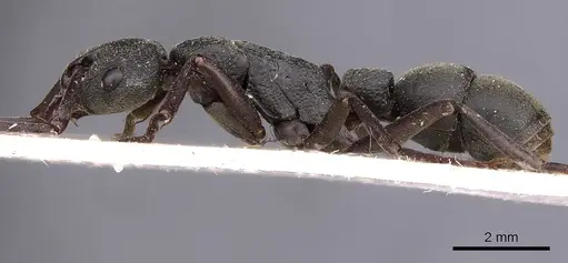 Platythyrea cribrinodis - CASENT0900567