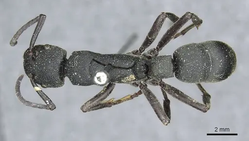 Platythyrea cribrinodis - CASENT0913729