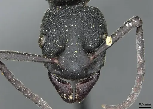 Platythyrea cribrinodis - CASENT0913729