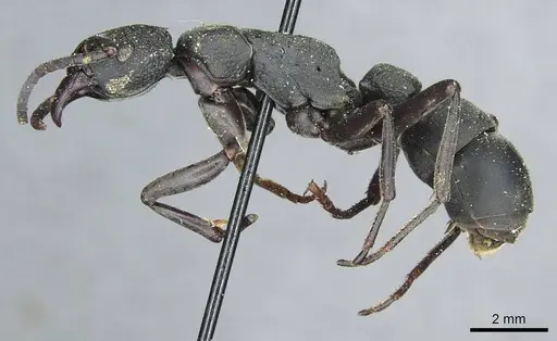 Platythyrea cribrinodis - CASENT0913729