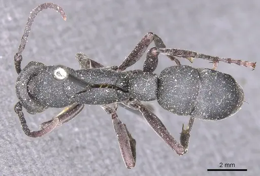 Platythyrea cribrinodis - CASENT0915147