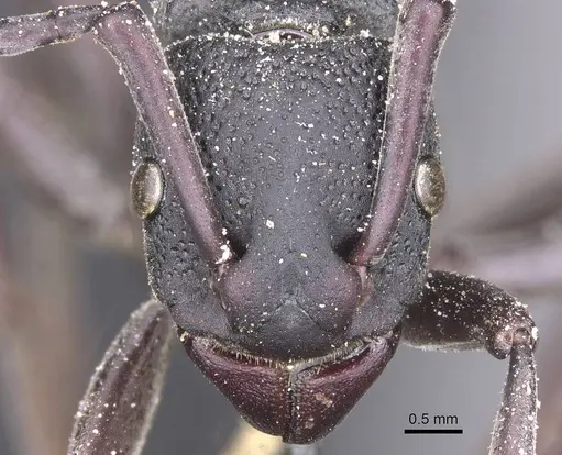 Platythyrea cribrinodis - CASENT0915147