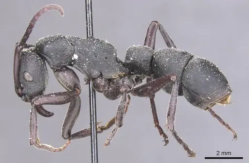 Platythyrea cribrinodis - CASENT0915147