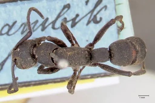 Platythyrea cribrinodis - FOCOL0836