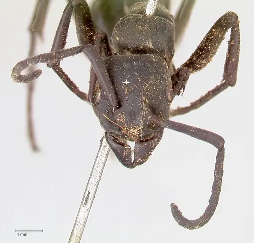 Platythyrea cribrinodis - FOCOL0836